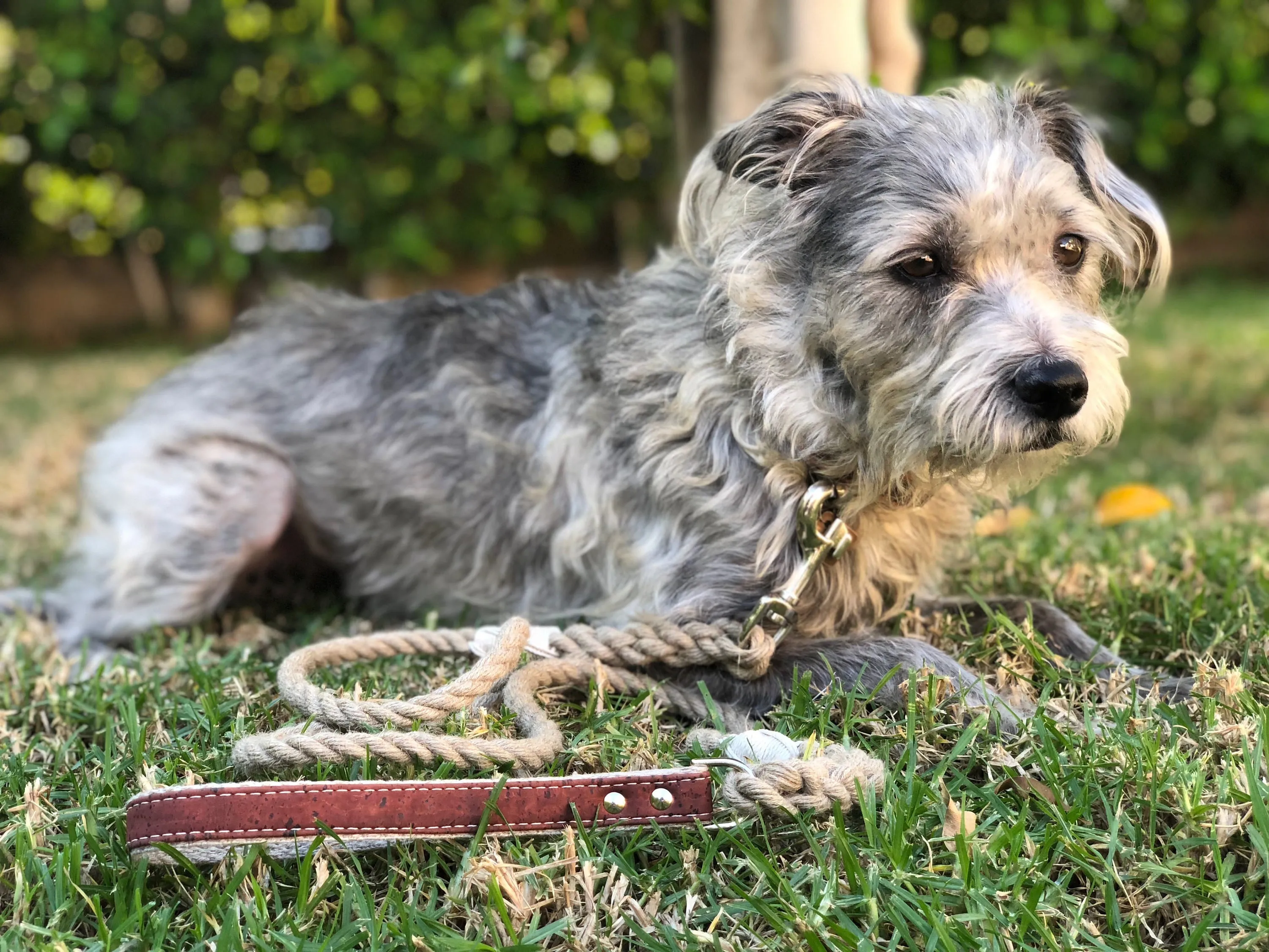 Hemp Rope Dog Leash with Cork Handle